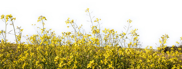 Spring with flowers in foreground isolated from transparent background
