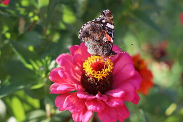 Closeup butterfly on flower