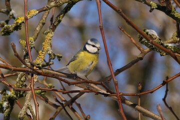 Mésange bleue (Cyanistes caeruleus)
Cyanistes caeruleus in its natural element
