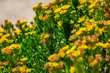 Pretty golden samphire flowers growing on the Dorset coast, with selective focus