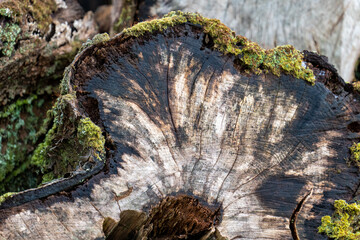 Chronicles in Wood: The Life Rings of a Fallen Tree