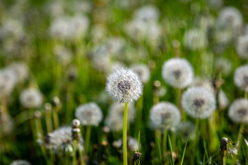 Dandelion seed heads in a field in Sussex, on a sunny spring day