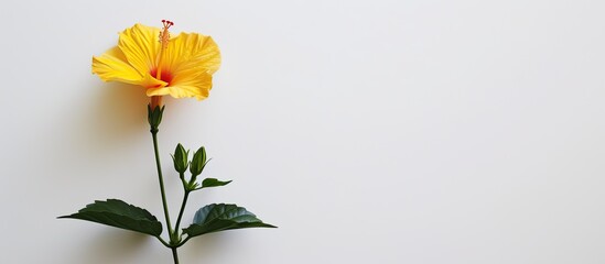 A vibrant yellow Chinese hibiscus flower is displayed elegantly on a clean white backdrop. The flower stands out with its bright color and intricate petals, creating a striking contrast against the