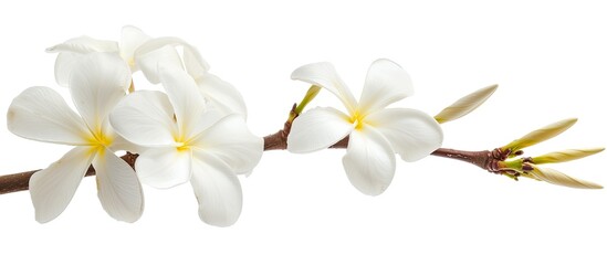 A branch with white Plumeria Rubra flowers is isolated on a plain white background. The delicate flowers contrast beautifully against the stark white setting.