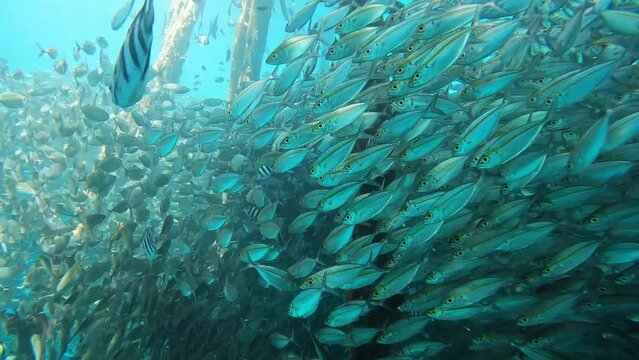 Underwater view with school of fish in Raja Ampat, West Papua, Indonesia