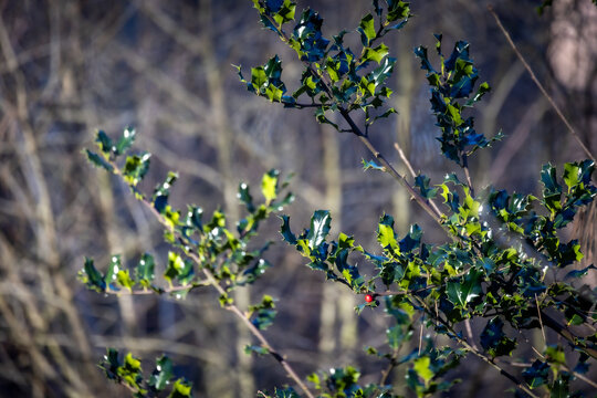 This image captures the sharp, glossy leaves of holly branches against a blurred forest backdrop, with a focus on the vibrant green leaves and a solitary red berry. The lighting suggests a crisp, cold