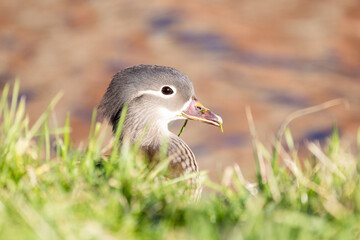 This image captures a young Mandarin duckling Aix galericulata peeking through lush green grass. The duckling's gray plumage, detailed with delicate white eye-stripes and brown speckles, contrasts