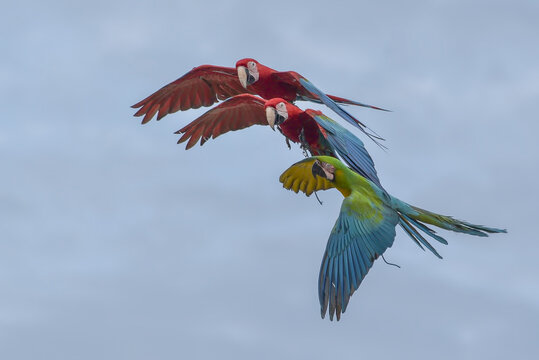 a group of macaw birds, flying in the sky