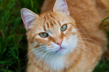 Adult Tabby Ginger cat outdoor - 742956614