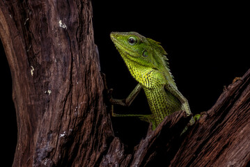 Maned forest lizard in black background	