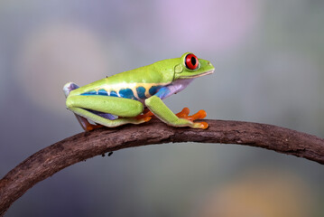 Red-eyed tree frog on a tree branch