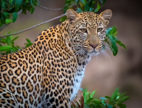 View of a Jaguar (Panthera onca) in Maasai Mara National Reserve, Rift Valley Province&lrm;, Kenya.