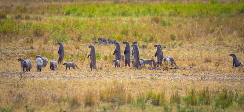 View of Meerkats in Maasai Mara National Reserve, Rift Valley Province&lrm;, Kenya.