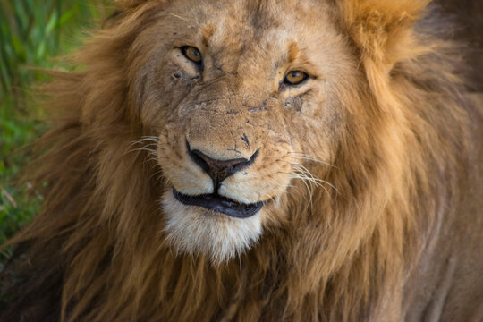 View of a male Lion in Maasai Mara National Reserve, Rift Valley Province‎, Kenya.