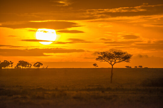 View of wildlife at sunset in the Savanna in Maasai Mara National Reserve, Rift Valley Province&lrm;, Kenya.