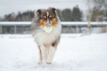 Cute grey brown tricolor dog sheltie in winter. Shetland sheepdog with heterochromia is running and playing with toy tennis ball in snow outside