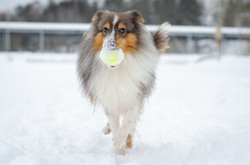 Cute grey brown tricolor dog sheltie in winter. Shetland sheepdog with heterochromia is running and playing with toy tennis ball in snow outside