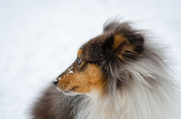 Cute grey brown tricolor dog sheltie in winter. Shetland sheepdog in snow outside