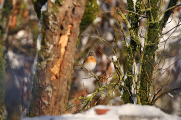 Pinson du nord (Fringilla montifringilla)
Fringilla montifringilla in its natural element
