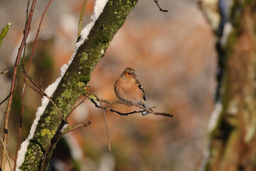 Pinson des arbres (Fringilla coelebs)
Fringilla coelebs in its natural element
