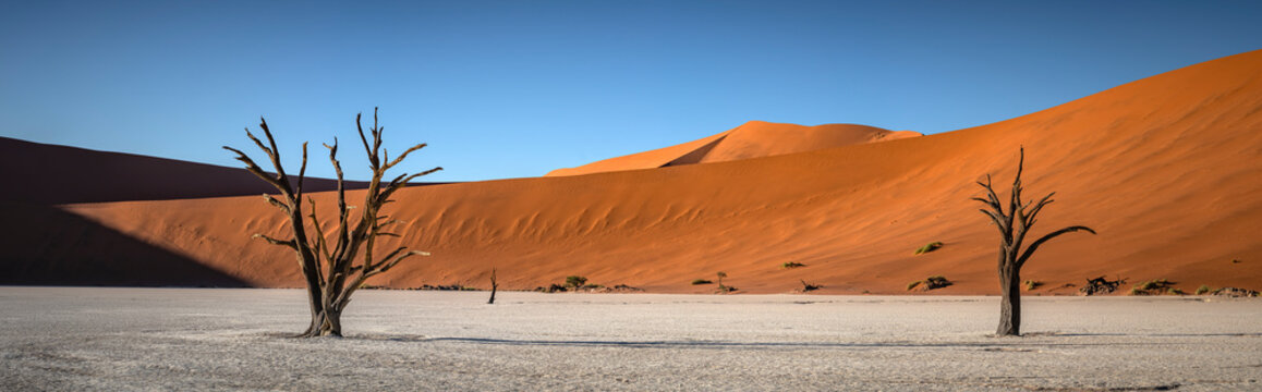 View of dead trees near the Sossusvlei Sand Dunes, Namib desert, Namibia.