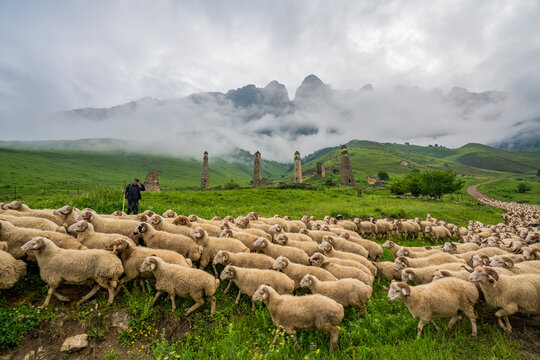 View of a small village with towers and a herd of sheeps in Ingushetia region with Mount Elbrus in background, Karachay-Cherkess, The Caucasus, Russia.