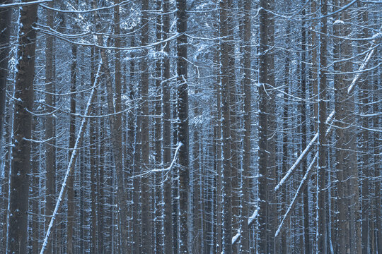 View of forest trees in winter with snow in Autonomous Republic of Crimea, Ukraine.