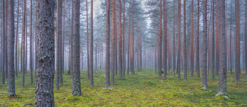 View of forest trees in summer, Karelia region, Russia.