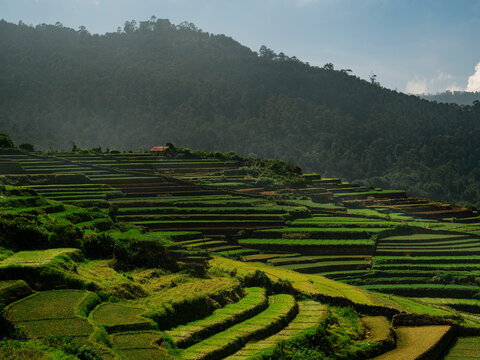 View of agricultural terrace fields, Manavanur Village, Kodaikanal, Tamil Nadu, India.
