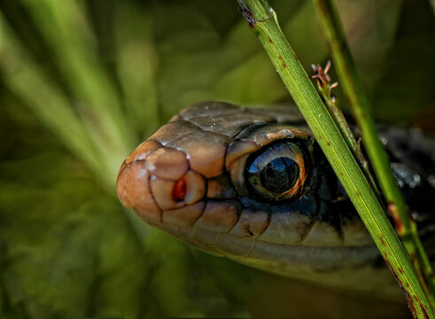 View of Southern Black Racer (Coluber constrictor priapus), Vero Beach, Florida, United States.