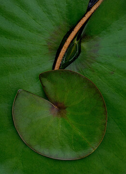 View of North American white water lily (Nymphaea odorata), Indrio Savannahs Natural Area, Fort Pierce, Florida, United States.