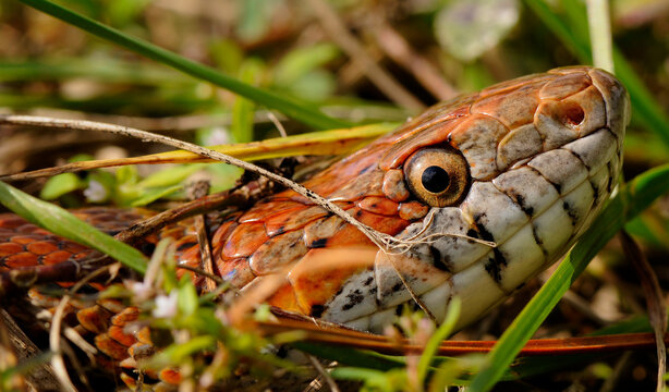 View of a Corn Snake (Pantherophis guttatus guttatus), West Regional Wastewater Natural Preserve, Vero Beach, Florida, United States.