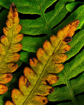 View of an Intertwined fern fronds, DJ Wilcox Natural Area, Fort Pierce, Florida, United States.