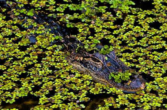 View of an American alligator (Alligator mississippiensis), Fort Drum Marsh Conservation Area, Vero Beach, Florida, United States.