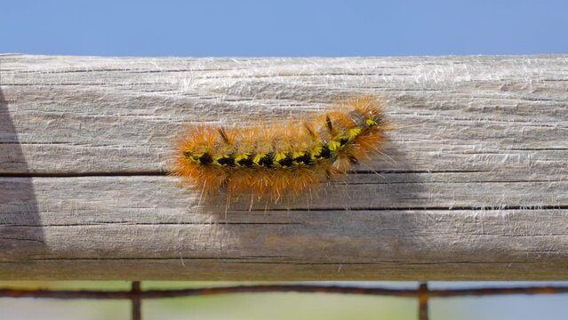 2022-06-12 Caterpillar Establishing shot of nice furry caterpillar on wooden background in Vancouver, Canada, North America. Sunny. Day time on June 2023. Still camera view. ProRes 422 HQ.