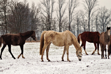 Pferdegruppe auf verschneiter Koppel