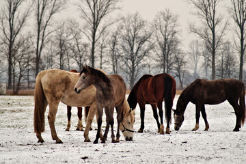 Pferdegruppe auf verschneiter Koppel