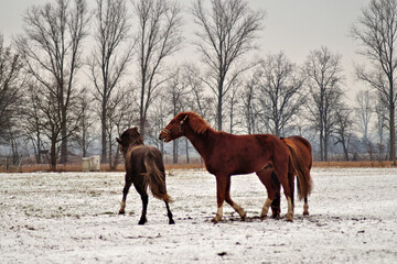 Pferde k&auml;mpfen um Rangordnung auf verschneiter Koppel
