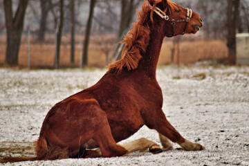 Pferd in verschiedener Körperhaltung auf verschneiter Koppel