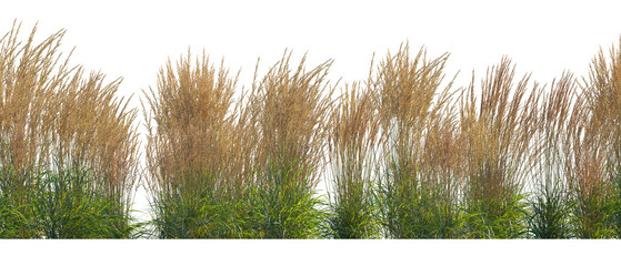 Calamagrostis acutiflora (Karl Foerster) grass field set isolated frontal png on a transparent background perfectly cutout high resolution