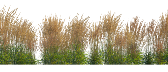 Calamagrostis acutiflora (Karl Foerster) grass field set isolated frontal png on a transparent background perfectly cutout high resolution