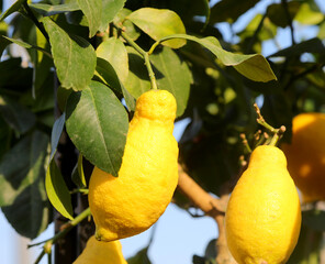 Yellow ripe big Lemon on the trees with green leaves in a orchard