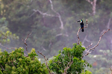 White-throated Toucan/Ramphastos toucan on a branch in misty rainforest Tambopata reserve