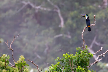 White-throated Toucan/Ramphastos tucanus in Peruvian Amazon rainforest in Tambopata reserve