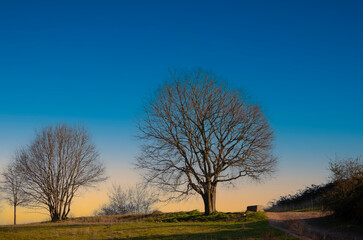 a bare tree in the foreground, a group of trees to the left, and additional trees just visible in the far distance. Serene sky and well-defined horizon - 742971436