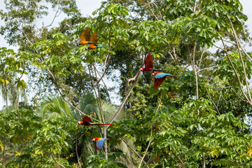 three macaw species flying at chuncho clay lick in tambopata reserve in peru madre de dios region