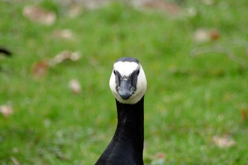 Portrait einer Nonnengans