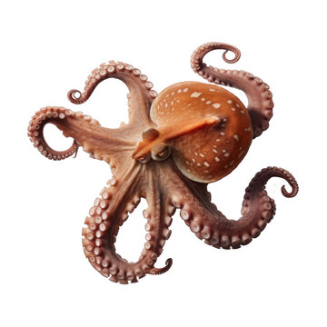 An Octopus isolated on transparent background.