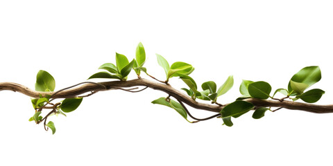 Close up of Twisted jungle branch with growing plant isolated on transparent background. - obrazy, fototapety, plakaty