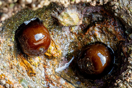 beadlet anemone (Actinia equina) on a rock during low tide in Galicia (northern Spain)